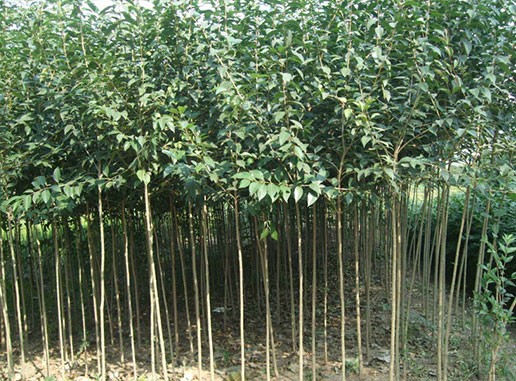 大葉女貞樹什么時候種植成活率更高？